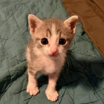Stormy -  Domestic Short Hair Cat for Adoption in Houston, Texas - Stormy | PetCurious