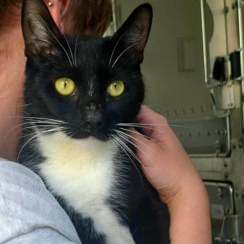 Wade -  Domestic Short Hair Cat for Adoption in Middletown, Rhode Island - Wade | PetCurious