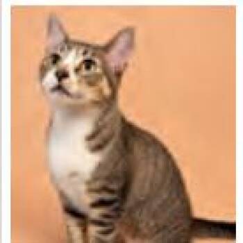 Booker -  Domestic Short Hair Cat for Adoption in Pasadena, California - Booker | PetCurious