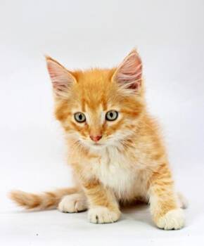 Nash -  Domestic Short Hair Cat for Adoption in Morton Grove, Illinois - Nash | PetCurious