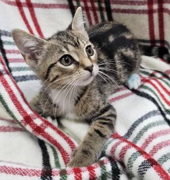 Rescue Domestic Short Hair Cats for Adoption in Little Rock, Arkansas - Tammy | PetCurious