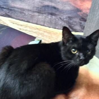 Misfit -  Domestic Short Hair Cat for Adoption in Tulsa, Oklahoma - Misfit | PetCurious