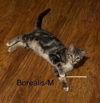 Borealis -  Domestic Short Hair Cat for Adoption in Lunenburg, Massachusetts - Borealis | PetCurious