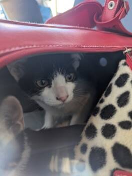 Rescue Domestic Short Hair Cats for Adoption in Fort Worth, Texas - 59834372 | PetCurious