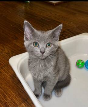 Alice -  Domestic Short Hair and Russian Blue Cat for Adoption in Sandy Springs, Georgia - Alice | PetCurious