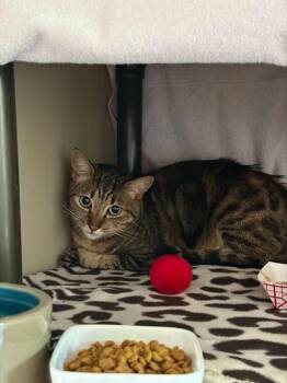 Bengal and Domestic Short Hair Cats Available for Adoption - CALI | PetCurious