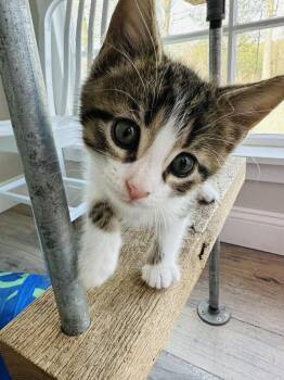 Domestic Medium Hair Cats Available for Adoption - Alvin | PetCurious