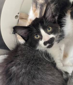 Juri -  Domestic Long Hair and Domestic Short Hair Cat for Adoption in Westland, Michigan - Juri | PetCurious
