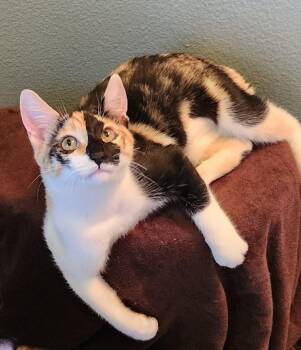 Calico Cats Available for Adoption - Dolly ( MP) | PetCurious