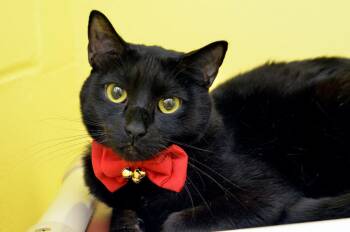 Andrew -  Domestic Short Hair Cat for Adoption in Sanford, Florida - Andrew | PetCurious