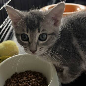 Rescue Domestic Short Hair Cats for Adoption in Leander, Texas - Sloan | PetCurious