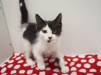 ADALBERTO -  Domestic Medium Hair Cat for Adoption in Sacramento, California - ADALBERTO | PetCurious