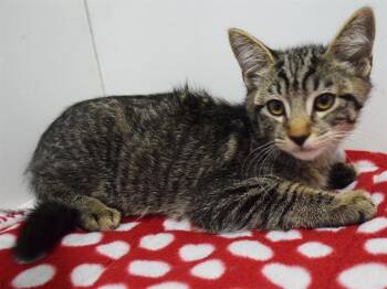 DIMITRI -  Domestic Short Hair Cat for Adoption in Sacramento, California - DIMITRI | PetCurious
