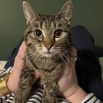 Domestic Short Hair Cats Available for Adoption - Cheeks | PetCurious