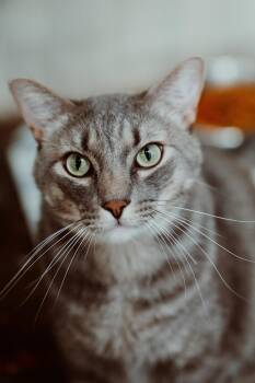 Pip -  Domestic Short Hair Cat for Adoption in Le Mars, Iowa - Pip | PetCurious