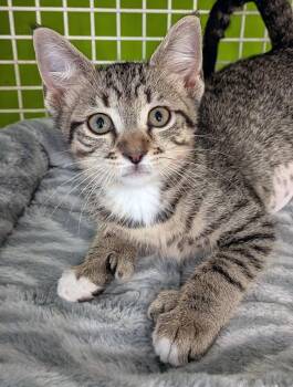 Hadley -  Tiger and Extra Toes Cat Hemingway Polydactyl Cat for Adoption in Lake Monroe, Florida - Hadley | PetCurious