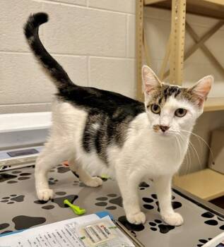 SERENDIPITY -  Domestic Short Hair Cat for Adoption in Derwood, Maryland - SERENDIPITY | PetCurious