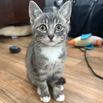 Rescue Domestic Short Hair Cats for Adoption in Puslinch, Ontario - Kona | PetCurious