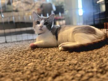 Rescue Domestic Short Hair Cats for Adoption in Blue Springs, Missouri - Julep | PetCurious