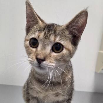 Skittles -  Domestic Short Hair Cat for Adoption in Snow Hill, North Carolina - Skittles | PetCurious