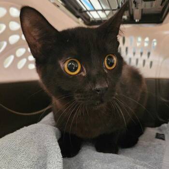 From The Statistics -  Domestic Short Hair Cat for Adoption in Davenport, Iowa - From The Statistics | PetCurious