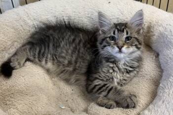 Azeria -  Maine Coon and Domestic Long Hair Cat for Adoption in Williamsville, New York - Azeria | PetCurious