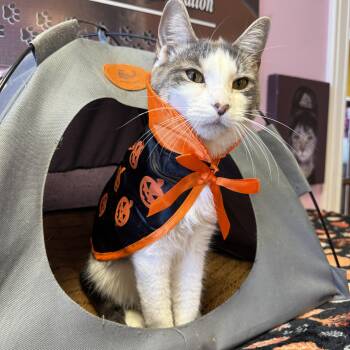 Rescue Domestic Short Hair Cats for Adoption in Freeport, New York - Petal | PetCurious