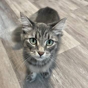 Rescue Domestic Medium Hair Cats for Adoption in Victor, New York - Cedar | PetCurious