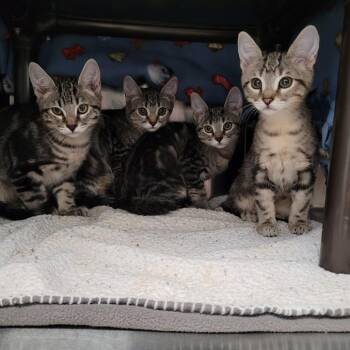 Safari -  Domestic Short Hair Cat for Adoption in Las Vegas, Nevada - Safari | PetCurious