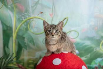 Ezra -  Domestic Short Hair Cat for Adoption in Warner Robins, Georgia - Ezra | PetCurious