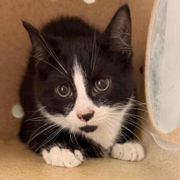 Domestic Short Hair Cats Available for Adoption in Philadelphia, Pennsylvania - Chila | PetCurious