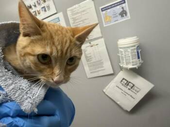 GINGERSNAP -  Domestic Short Hair Cat for Adoption in Kent, Washington - GINGERSNAP | PetCurious