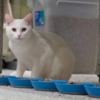Chalky -  Domestic Short Hair Cat for Adoption in Mt. Juliet, Tennessee - Chalky | PetCurious