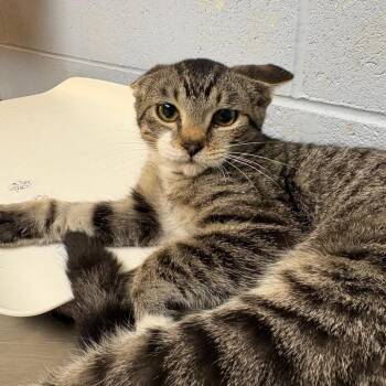 Jasmine -  Domestic Short Hair Cat for Adoption in Dekalb, Illinois - Jasmine | PetCurious