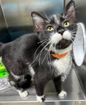 Rescue Domestic Short Hair Cats for Adoption in Columbia City, Indiana - Lola | PetCurious