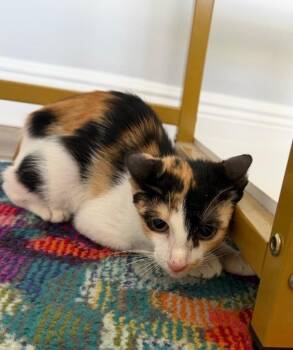 Sasha -  Domestic Short Hair Cat for Adoption in West Palm Beach, Florida - Sasha | PetCurious