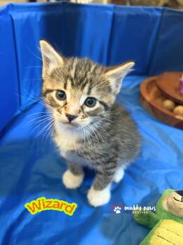 Coven Kitties:   Wizard -  Domestic Short Hair Cat for Adoption in Council Bluffs, Iowa - Coven Kitties:   Wizard | PetCurious