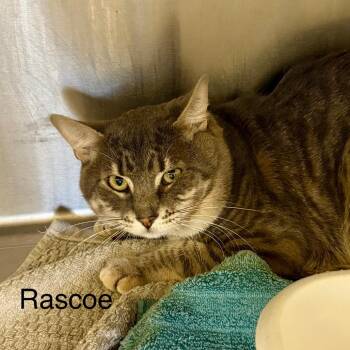 Domestic Short Hair Cats Available for Adoption - Rasco | PetCurious