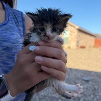 Birdie Mae -  Domestic Long Hair Cat for Adoption in Midland, Texas - Birdie Mae | PetCurious