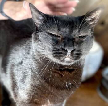 Bombay and Domestic Short Hair Cats Available for Adoption - Helen | PetCurious