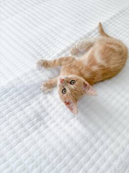 Tabby Cats Available for Adoption - Mellow | PetCurious