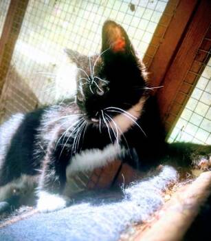 Rescue Domestic Short Hair Cats for Adoption in Santa Cruz, California - Jet | PetCurious