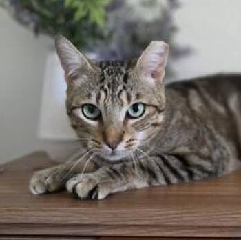 Jinx -  Domestic Short Hair Cat for Adoption in Liverpool, Texas - Jinx | PetCurious