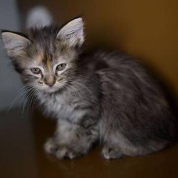 ZURI -  Domestic Short Hair Cat for Adoption in Richmond, California - ZURI | PetCurious