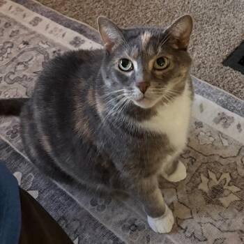 Zinga C12126 -  Domestic Short Hair Cat for Adoption - Zinga C12126 | PetCurious