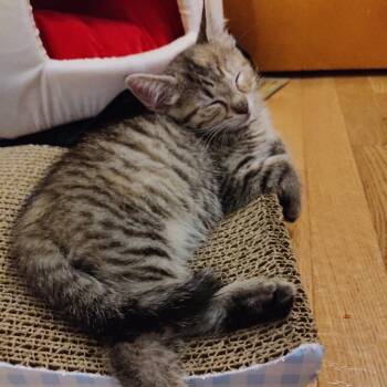 Oatmeal -  Domestic Short Hair and Tabby Cat for Adoption in Washington, Pennsylvania - Oatmeal | PetCurious