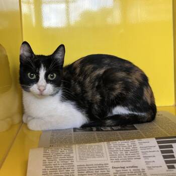 Aunt Lindas Potato Salad -  Domestic Short Hair Cat for Adoption in Abilene, Texas - Aunt Lindas Potato Salad | PetCurious
