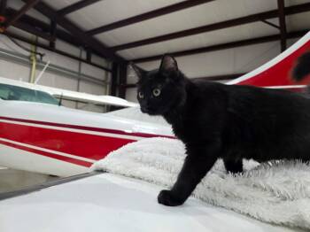 Magneto -  Domestic Long Hair Cat for Adoption in Houston, Texas - Magneto | PetCurious