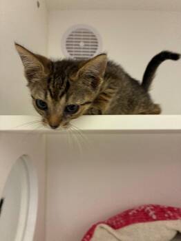 Rambo -  Domestic Short Hair Cat for Adoption in Oxford, North Carolina - Rambo | PetCurious