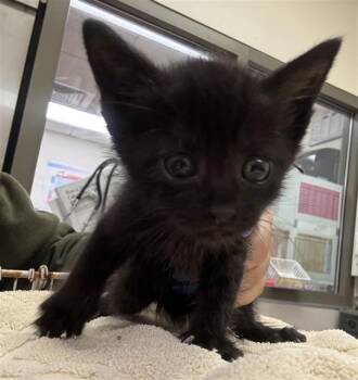 A1048369 -  Domestic Short Hair Cat for Adoption in Martinez, California - A1048369 | PetCurious